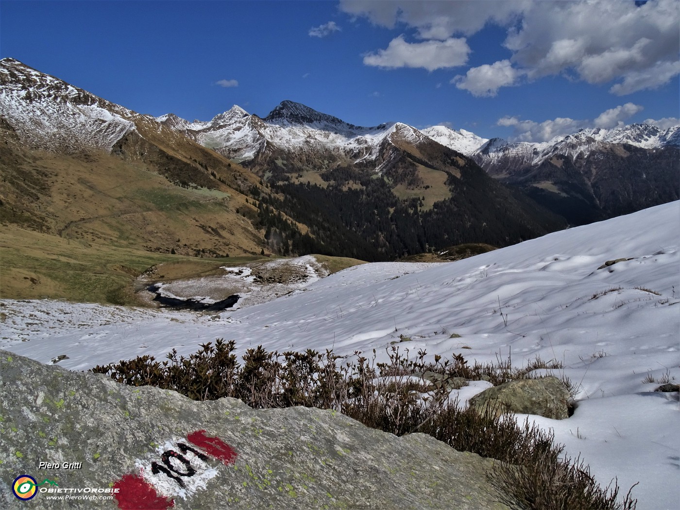 55 Scendendo sul 101 dalla Forcella Rossa la neve lascia spazio ai pascoli che stanno rinverdendo cosparsi di Crocus vernus .JPG